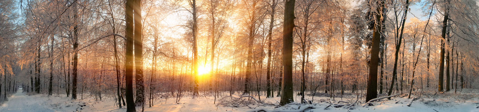 wintery forest scene